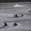 rettungsvergleichwettkampf 1994